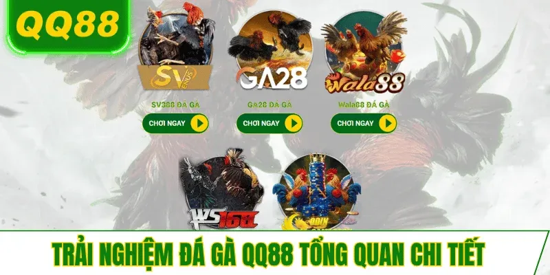 trai-nghiem-da-ga-qq88-tong-quan